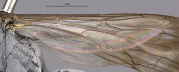 Media type: image;   Entomology 10004 Aspect: Wing hind